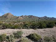 Saguaro NP West
