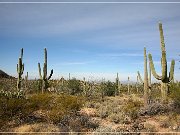 Saguaro NP West