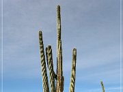 Saguaro NP West