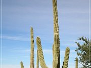 Saguaro NP West