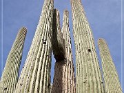Saguaro NP West