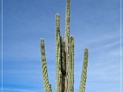 Saguaro NP West