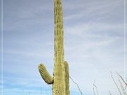 Saguaro NP West