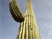 Saguaro NP West
