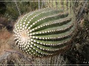 Saguaro NP West