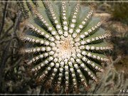 Saguaro NP West