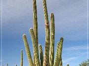 Saguaro NP West
