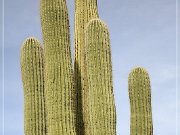 Saguaro NP West