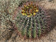 Saguaro NP West