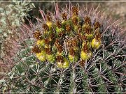 Saguaro NP West