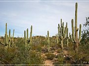 Saguaro NP West