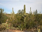 Saguaro NP West