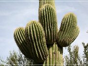 Saguaro NP West