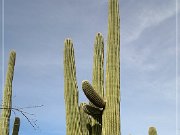 Saguaro NP West