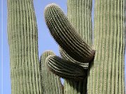 Saguaro NP West