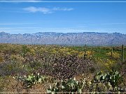 Saguaro NP East