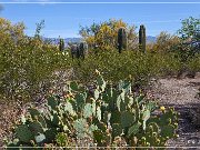 Saguaro NP East