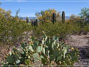 saguaro_np_east_2015_02