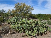Saguaro NP East