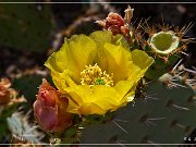 Saguaro NP East
