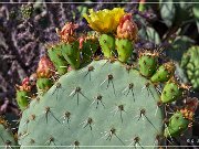 Saguaro NP East
