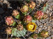 Saguaro NP East