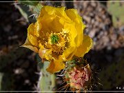 Saguaro NP East