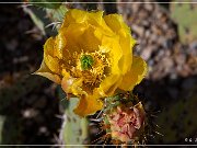 saguaro_np_east_2015_07