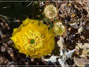 Saguaro NP East