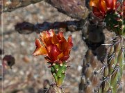 Saguaro NP East