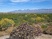 Saguaro NP East