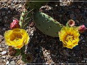 Saguaro NP East