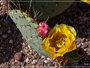 Saguaro NP East