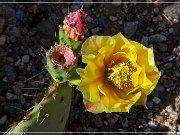Saguaro NP East