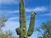 Saguaro NP East