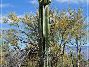 Saguaro NP East
