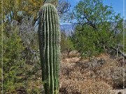 Saguaro NP East