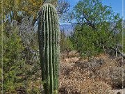 saguaro_np_east_2015_19