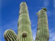 Saguaro NP East