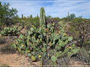 Saguaro NP East