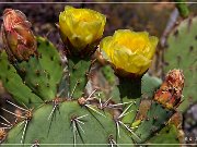 Saguaro NP East