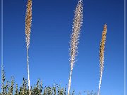 sonora_desert_museum_01