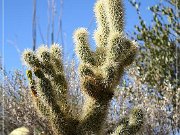 Sonora Desert Museum