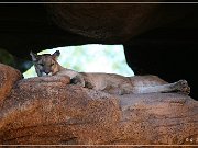 Sonora Desert Museum