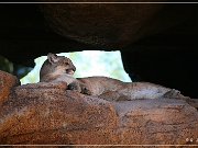 Sonora Desert Museum