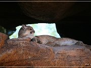 sonora_desert_museum_07