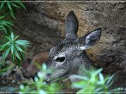 Sonora Desert Museum