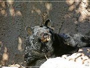 Sonora Desert Museum