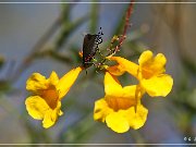 Sonora Desert Museum