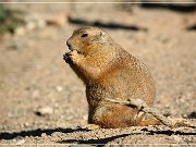 Sonora Desert Museum